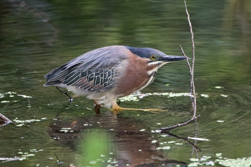 Green Heron photographed in California