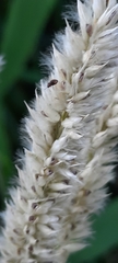 Melica transsilvanica