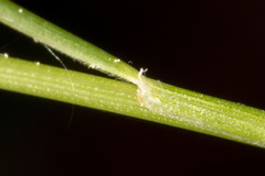 Festuca occidentalis