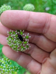 Capsodes bicolor