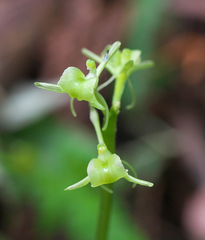 Liparis kumokiri