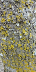 Candelaria concolor