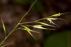 Festuca occidentalis