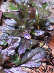 Ajuga makinoi