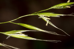 Festuca occidentalis