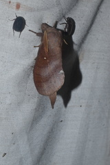 Kunugia latipennis