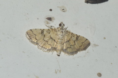 Lamprosema