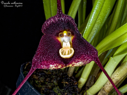 Dracula anthracina