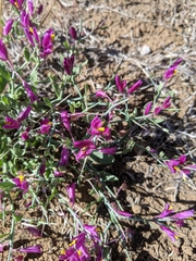 Rhinotropis subspinosa