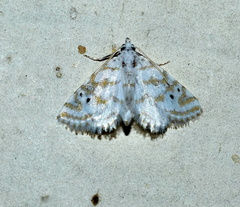 Patissa fulvosparsa
