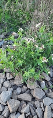 Tournefortia sibirica