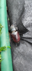 Lucanus cervus