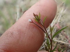 Epilobium foliosum