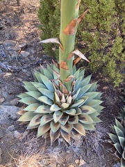 Agave parryi parryi