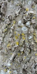Candelaria concolor