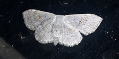 Somatina omicraria
