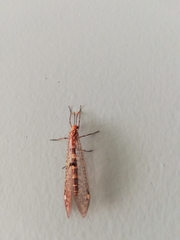 Megistopus flavicornis