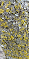 Candelaria concolor