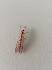Megistopus flavicornis