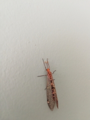 Megistopus flavicornis