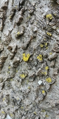 Candelaria concolor