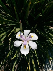 Dietes grandiflora
