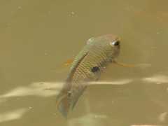 Cichlasoma orientale