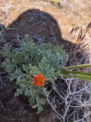 Sphaeralcea munroana