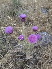 Onopordum cynarocephalum