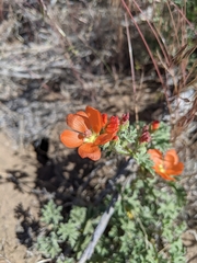 Sphaeralcea munroana