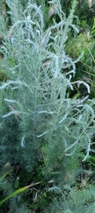 Artemisia