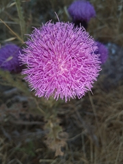 Onopordum cynarocephalum