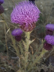 Onopordum cynarocephalum