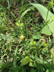 Hypericum japonicum