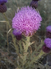 Onopordum cynarocephalum
