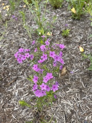 Phlox pilosa pilosa