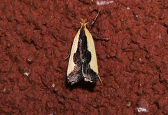 Dichomeris inserrata