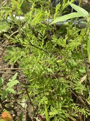 Desmanthus leptolobus