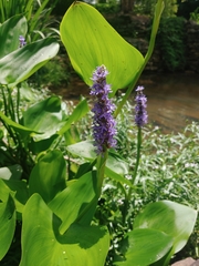 Pontederia cordata