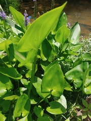 Pontederia cordata