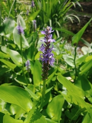 Pontederia cordata