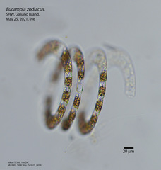 Eucampia zodiacus