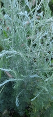 Artemisia