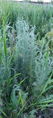 Artemisia