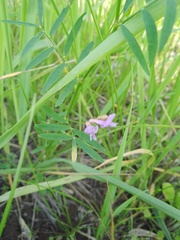 Astragalus arenarius