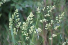 Dactylis glomerata glomerata
