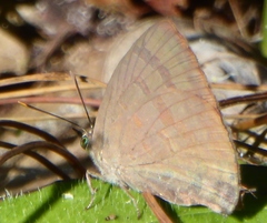 Arhopala rama