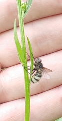 Entomophthoraceae