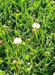 Trifolium repens