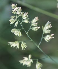 Dactylis glomerata glomerata